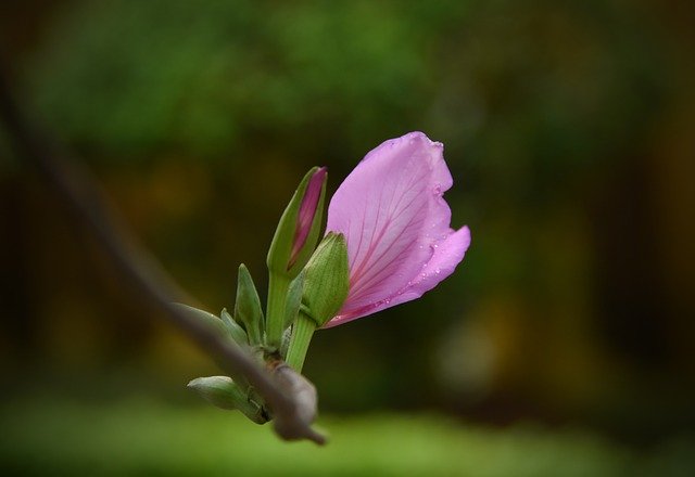 Free download Purple Gentle Flowers -  free photo or picture to be edited with GIMP online image editor