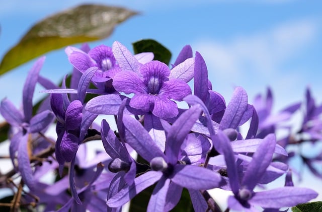 Free download purple grouping flower plant nature free picture to be edited with GIMP free online image editor