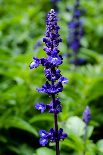 Free download Purple Lavender Nature -  free photo or picture to be edited with GIMP online image editor