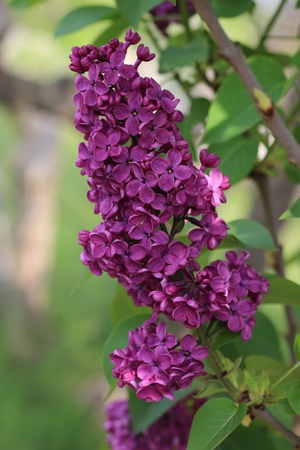 Free download purple lilac lilac flower botany free picture to be edited with GIMP free online image editor