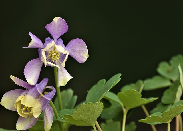 Free download Purple Plant Blossom -  free photo or picture to be edited with GIMP online image editor