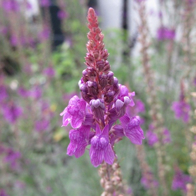 Free download Purple Toadflax -  free photo or picture to be edited with GIMP online image editor