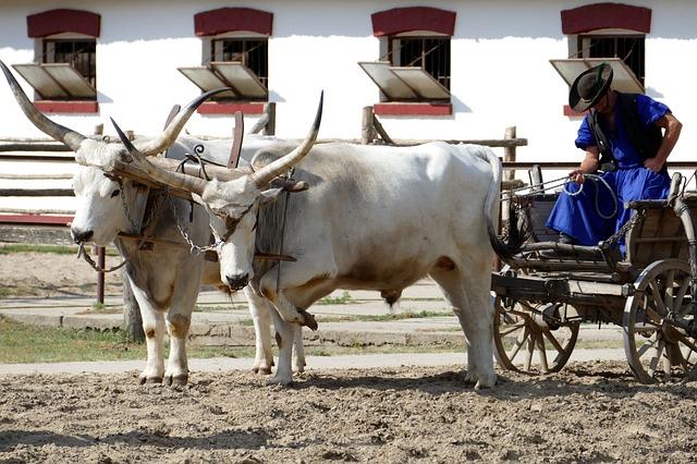 Free download puszta hungary ox horns farm yard free picture to be edited with GIMP free online image editor