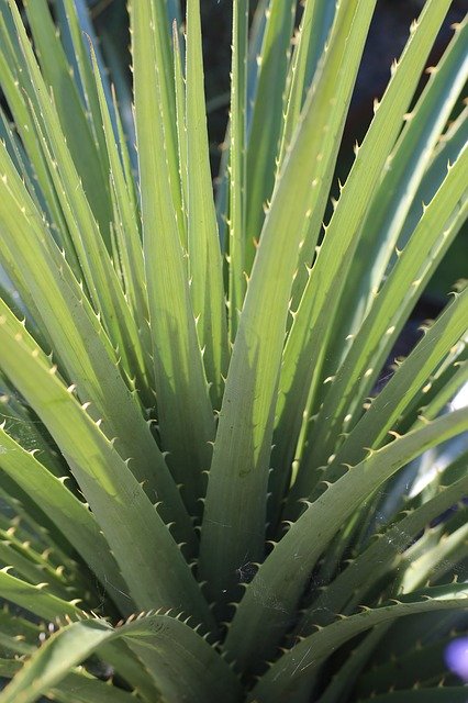 Free download Puya Leaf Spiky -  free photo or picture to be edited with GIMP online image editor