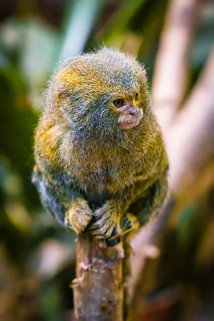 Free download pygmy marmoset monkey animal free picture to be edited with GIMP free online image editor