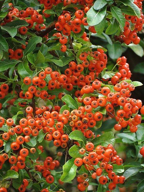 Free download Pyracantha Berry Red -  free photo or picture to be edited with GIMP online image editor