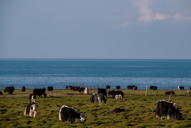 Free download qinghai lake yak pasture animals free picture to be edited with GIMP free online image editor