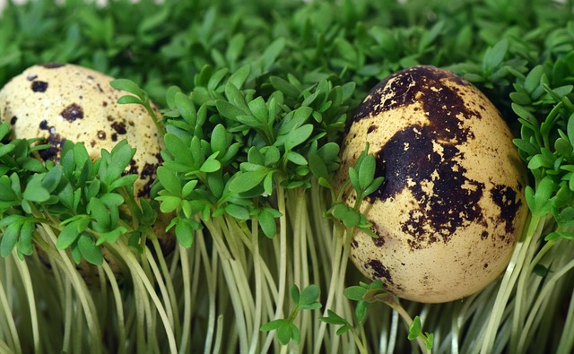 Free download quail egg egg cress nest bird nest free picture to be edited with GIMP free online image editor