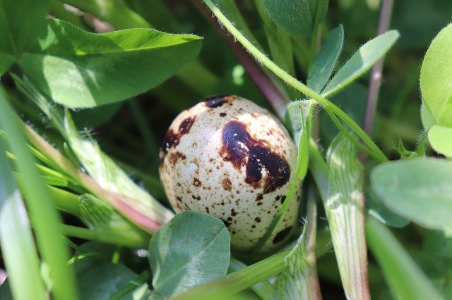 Free download Quail Egg Eggs -  free photo or picture to be edited with GIMP online image editor