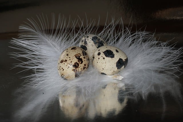 Free download quail eggs feathers fluffy free picture to be edited with GIMP free online image editor