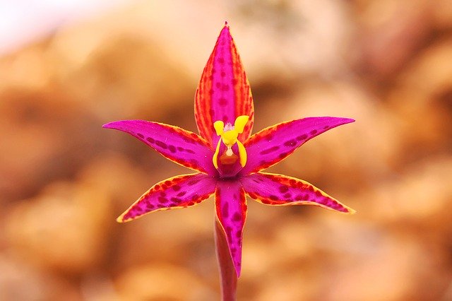Free download Queen Of Sheba Orchid Wildflowers -  free photo or picture to be edited with GIMP online image editor