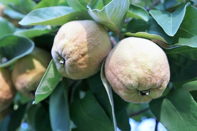 Free download Quince Fruit Eat -  free photo or picture to be edited with GIMP online image editor