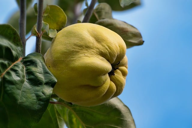 Free download quince pear quince fruit food free picture to be edited with GIMP free online image editor