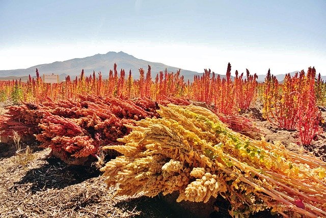 Free download Quinoa Cereals Organic -  free photo or picture to be edited with GIMP online image editor