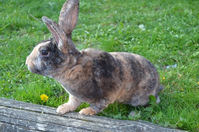 Free download Rabbit Animal Herbivore -  free photo or picture to be edited with GIMP online image editor