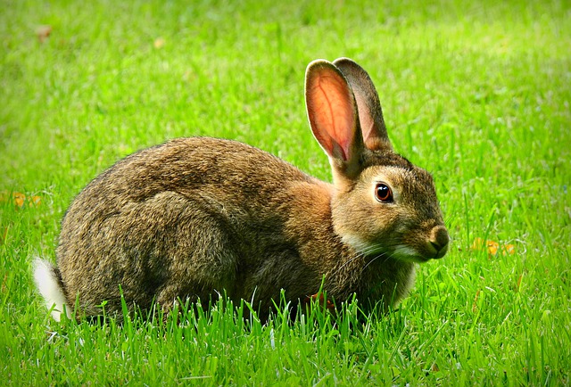 Free download rabbit animal mammal wildlife ears free picture to be edited with GIMP free online image editor