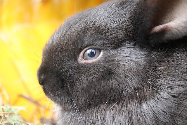 Free download Rabbit Black Nature -  free photo or picture to be edited with GIMP online image editor
