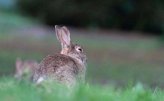 Free download rabbit bunny bird birds nature free picture to be edited with GIMP free online image editor