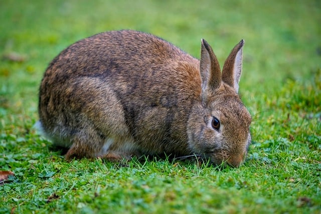 Free download rabbit bunny easter animal mammal free picture to be edited with GIMP free online image editor