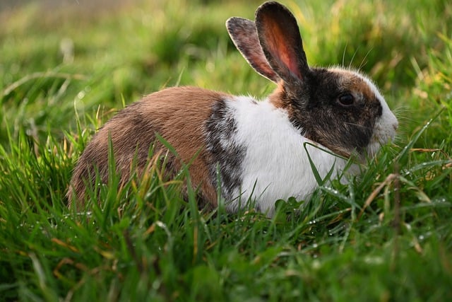 Free download rabbit bunny grass herbivorous free picture to be edited with GIMP free online image editor