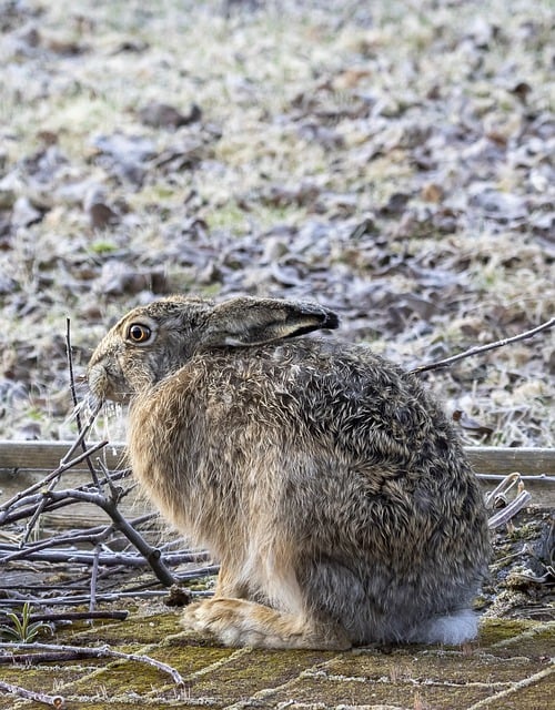 Free download rabbit bunny hare long ears animal free picture to be edited with GIMP free online image editor