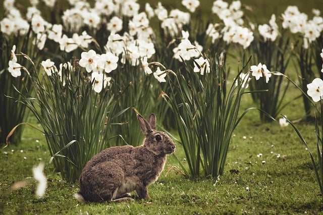 Free download rabbit flowers meadow bunny free picture to be edited with GIMP free online image editor