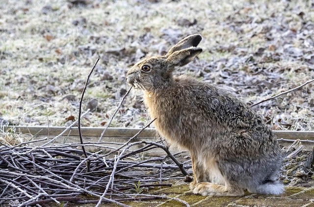 Free download rabbit hail winter winter coat free picture to be edited with GIMP free online image editor