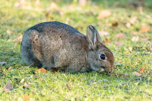 Free download rabbit long ears wild rabbit mammal free picture to be edited with GIMP free online image editor