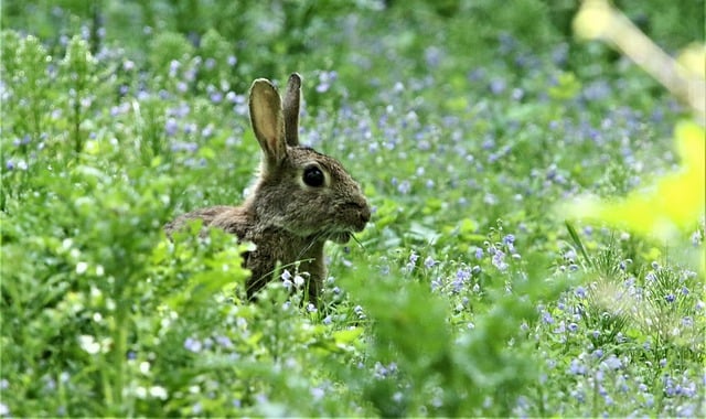 Free download rabbit nature wildlife animal hare free picture to be edited with GIMP free online image editor