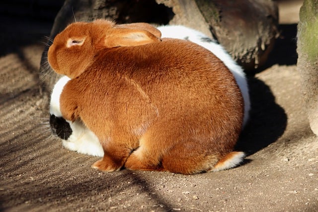 قم بتنزيل صورة مجانية لثدييات leporidae طويلة الأذن من الأرانب ليتم تحريرها باستخدام محرر الصور المجاني عبر الإنترنت GIMP