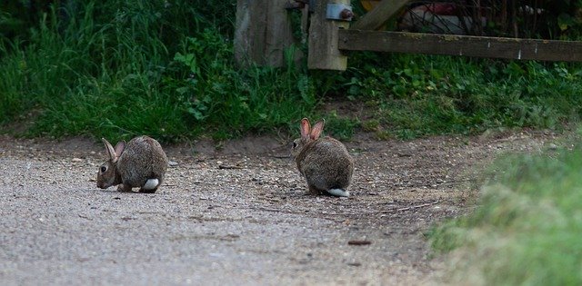 Free download Rabbits Wild Rabbit -  free photo or picture to be edited with GIMP online image editor