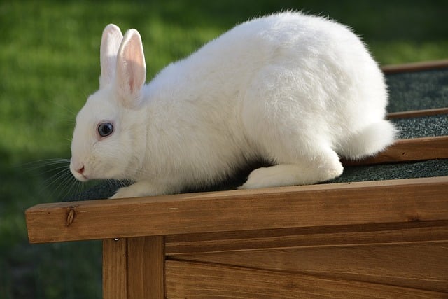 Free download rabbit white rabbit domestic rabbit free picture to be edited with GIMP free online image editor