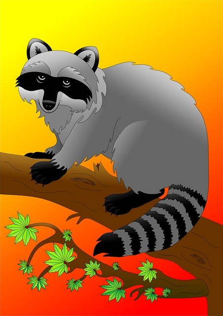 Free download Raccoon Animal Tree -  free illustration to be edited with GIMP free online image editor