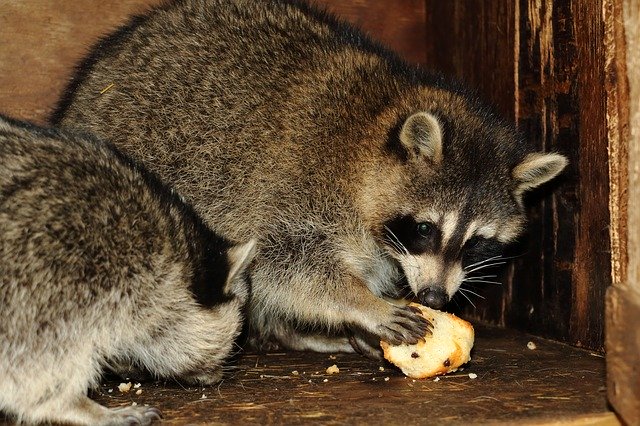 Free download Raccoon Animal Wildlife -  free photo or picture to be edited with GIMP online image editor