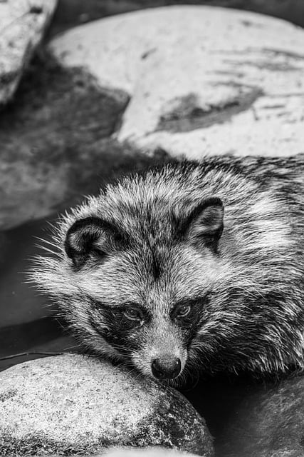 Free download raccoon dog mammal animal close up free picture to be edited with GIMP free online image editor