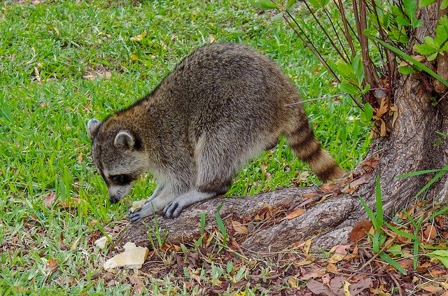 Free download Raccoon Snacking Food -  free photo or picture to be edited with GIMP online image editor