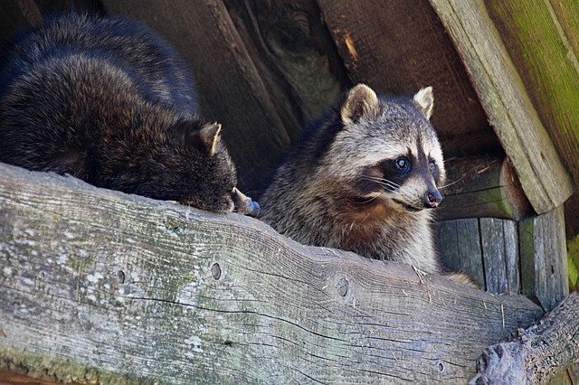 Free download Raccoons Zoo Raccoon Wildlife -  free photo or picture to be edited with GIMP online image editor