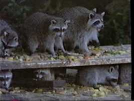 Free download Raccoon VHS stills free photo or picture to be edited with GIMP online image editor