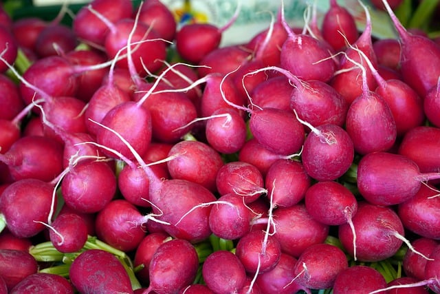 Free download radish vegetables vegetable garden free picture to be edited with GIMP free online image editor