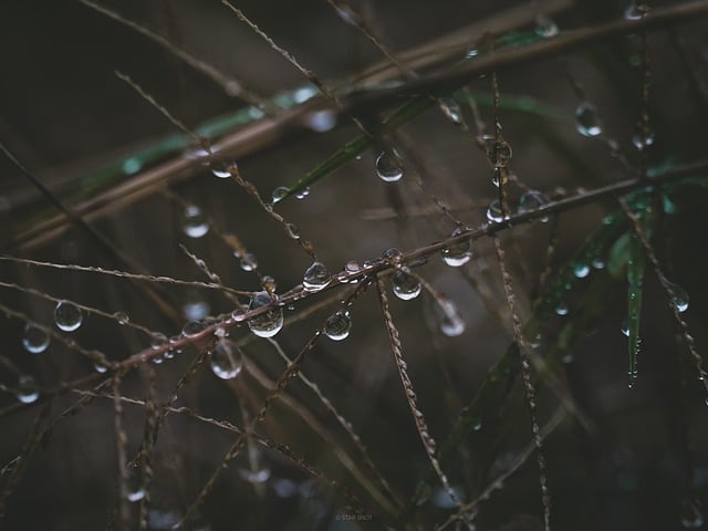 Free download rain autumn nature water free picture to be edited with GIMP free online image editor