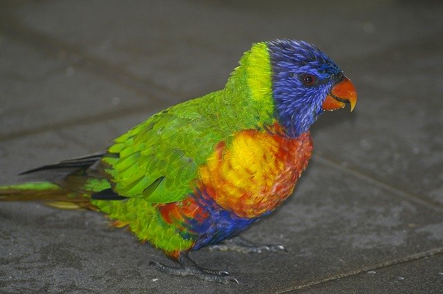 Free download Rainbow Lorikeet Parrot Wild -  free photo or picture to be edited with GIMP online image editor