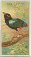 Free download Rainbow Pitta, from the Birds of the Tropics series (N5) for Allen & Ginter Cigarettes Brands free photo or picture to be edited with GIMP online image editor