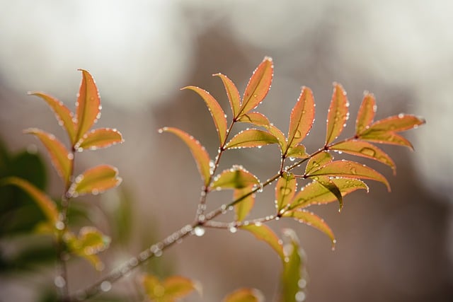 Free download raindrops leaves plants nature free picture to be edited with GIMP free online image editor