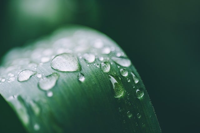 Free download raindrop waterdrop leaf green free picture to be edited with GIMP free online image editor