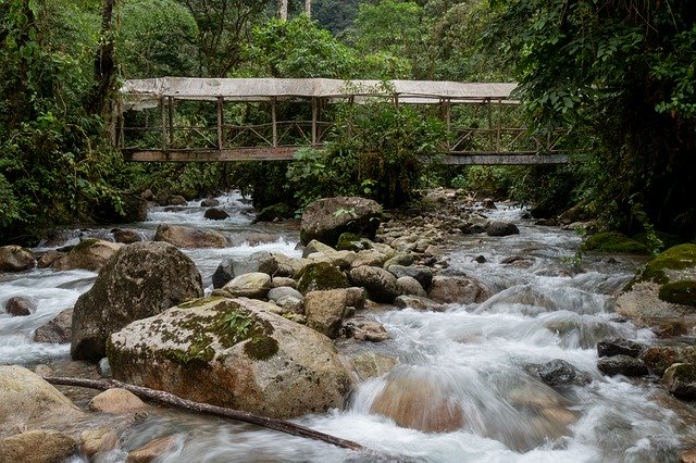 Free download Rainforest Bridge River -  free photo or picture to be edited with GIMP online image editor