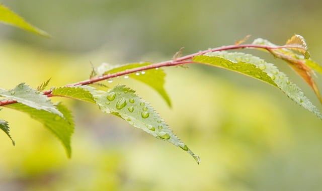 Free download rain water green nature botany free picture to be edited with GIMP free online image editor