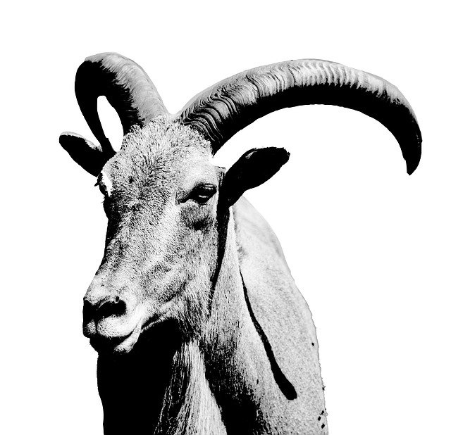 Free download Ram Black White -  free illustration to be edited with GIMP free online image editor