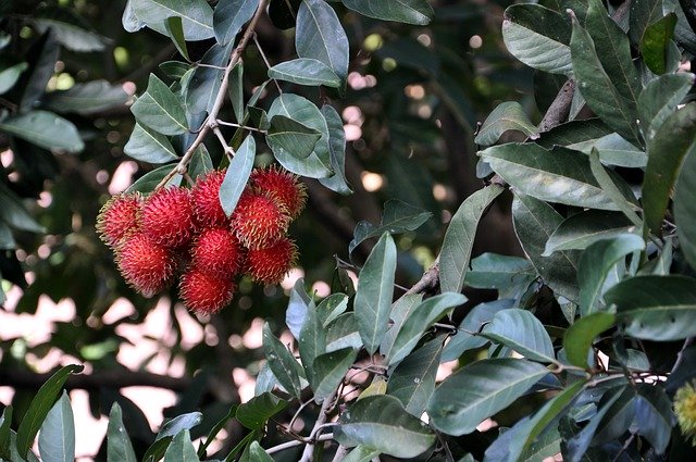 Free download Rambutan Fruit Tropical -  free photo or picture to be edited with GIMP online image editor