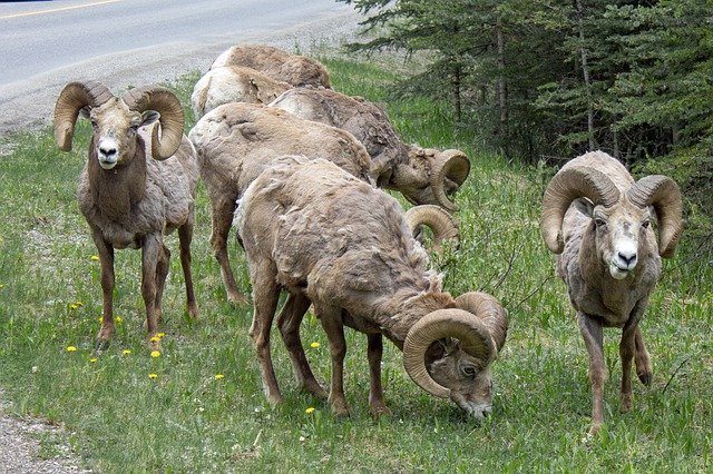 Free download Ram Herd Animals -  free free photo or picture to be edited with GIMP online image editor