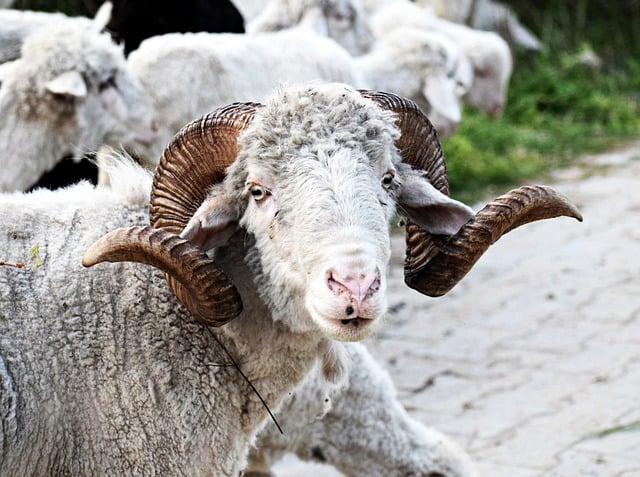 Free download ram sheep animal bighorn sheep free picture to be edited with GIMP free online image editor